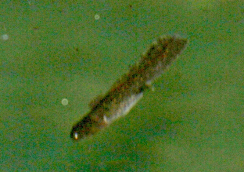 conferma larva salamandra? S