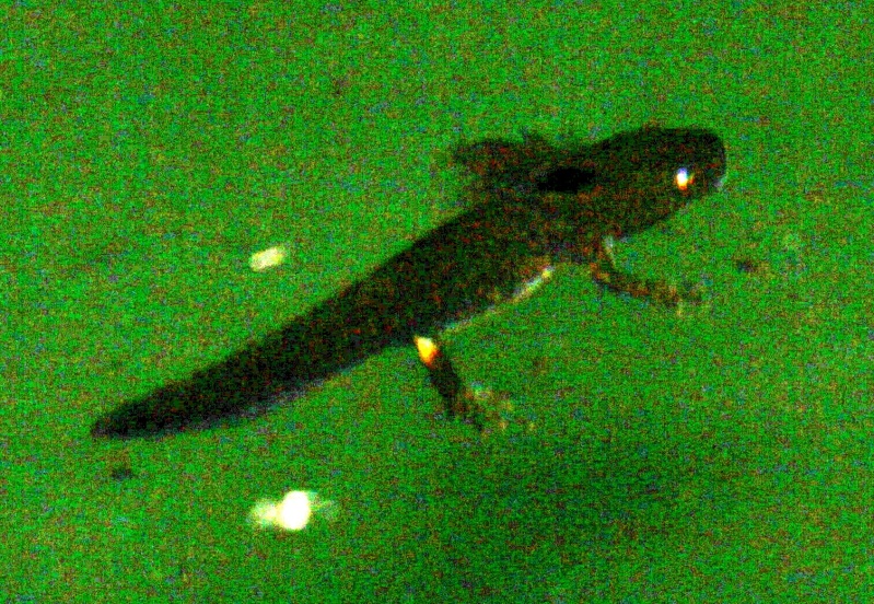 conferma larva salamandra? S