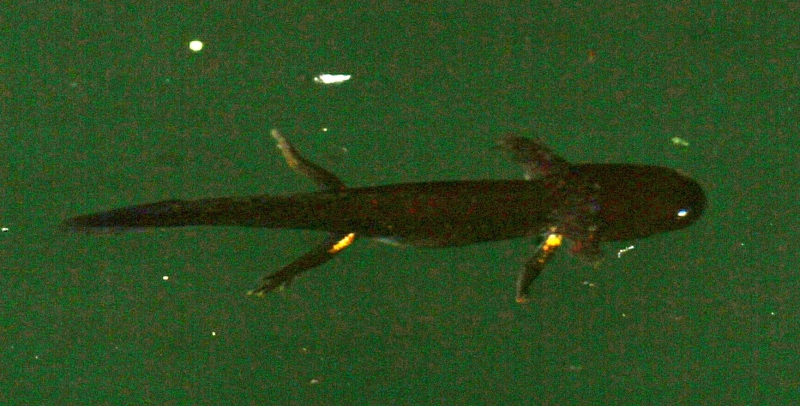 conferma larva salamandra? S