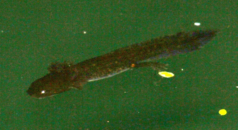conferma larva salamandra? S
