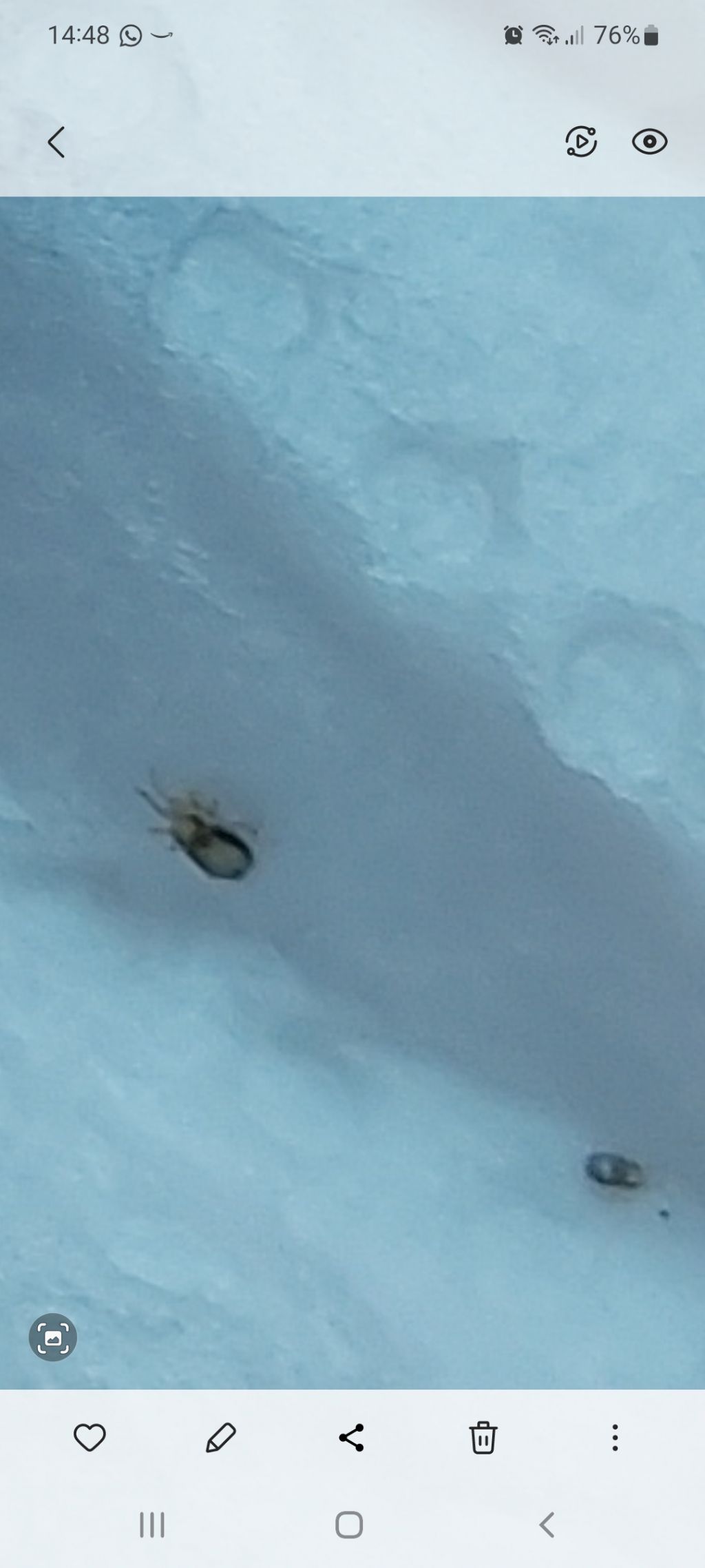 Aiuto infestazione cucina: Dermanyssus gallinae (Dermanyssidae).