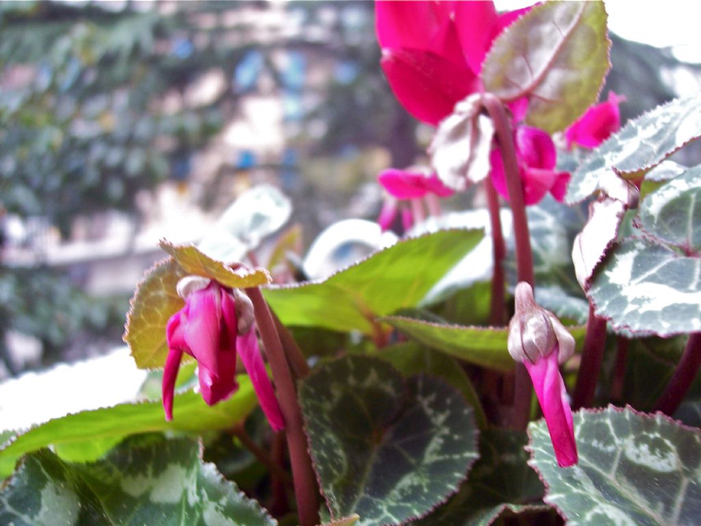 Lusus di Cyclamen persicum ?