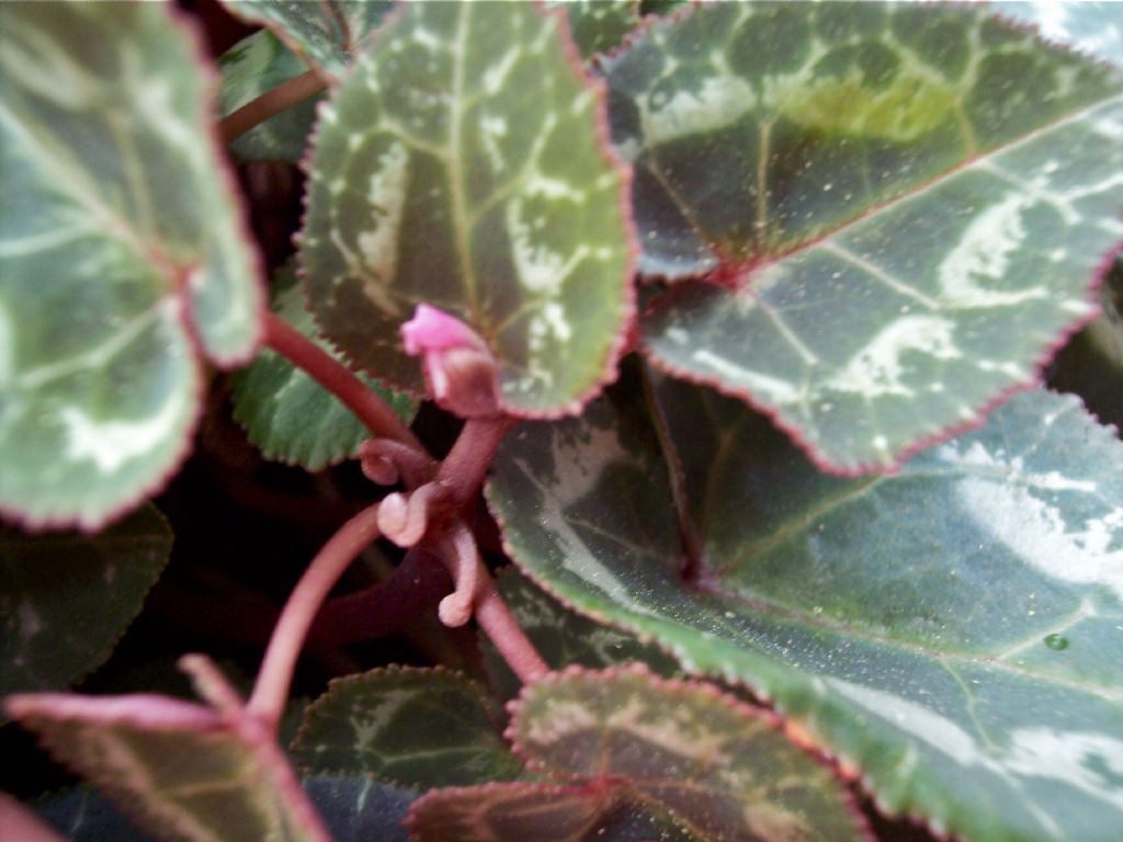 Lusus di Cyclamen persicum ?