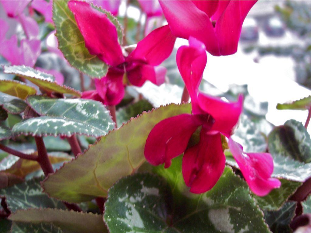 Lusus di Cyclamen persicum ?