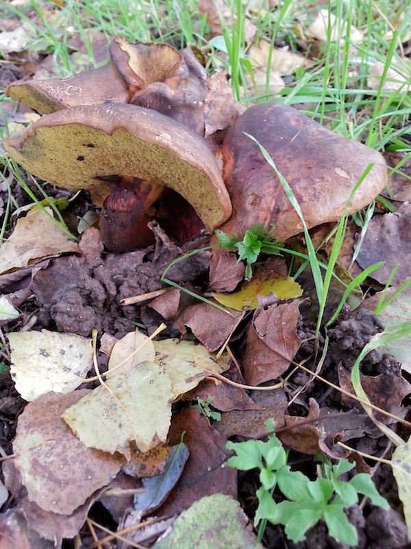 BOLETUS DA DETERMINARE