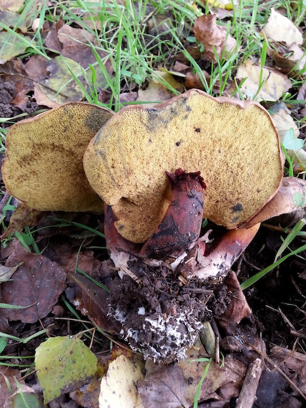 BOLETUS DA DETERMINARE