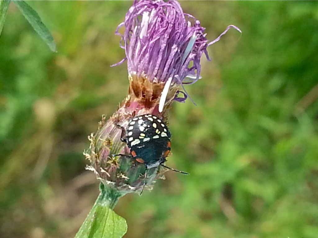 Pentatomidae: Nezara viridula (neanide)