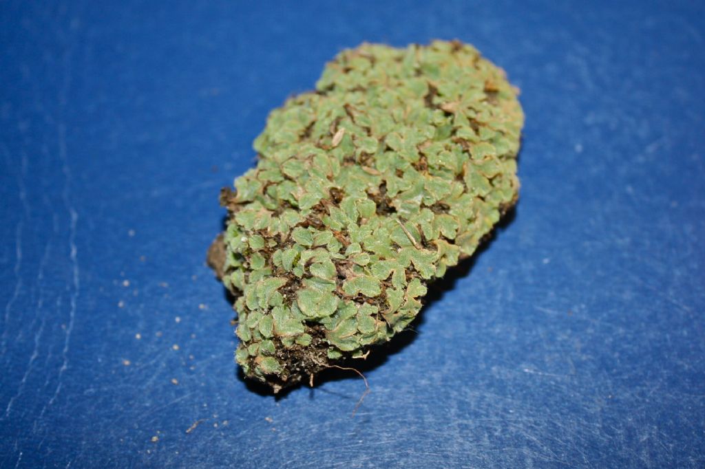 Lichene? No, epatica (riccia sp.?)