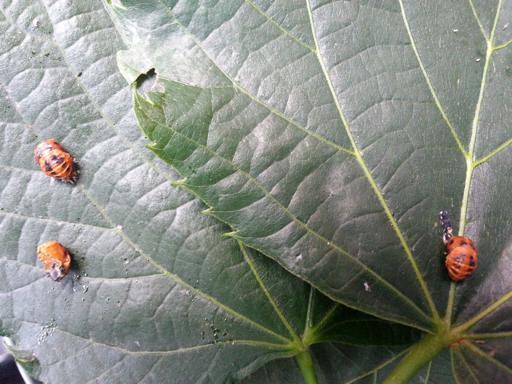 Pupe di Harmonia axyridis, Coccinellidae