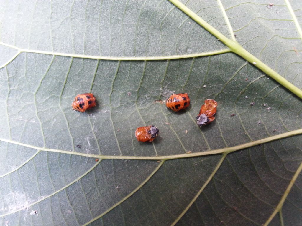 Pupe di Harmonia axyridis, Coccinellidae