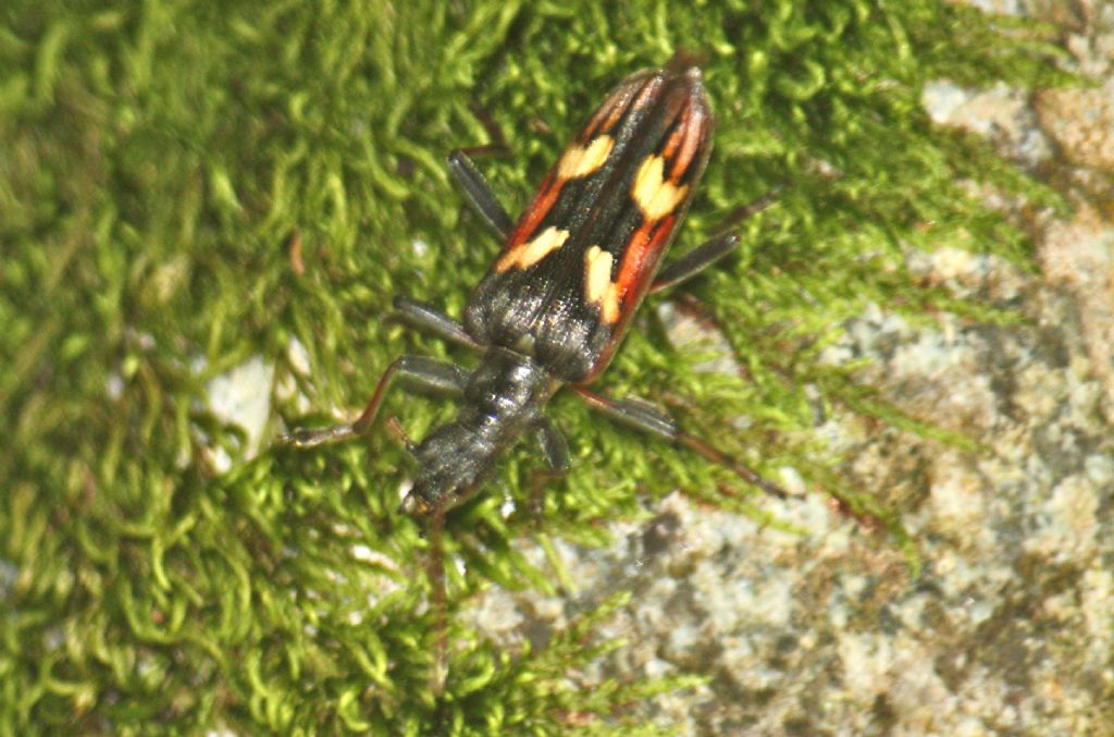 Cerambycidae:  Rhagium bifasciatum