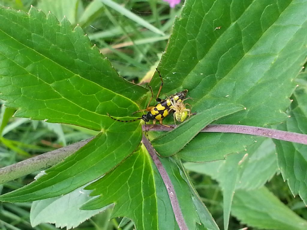 Cerambycidae: Rutpela maculata e Brachyta interrogationis