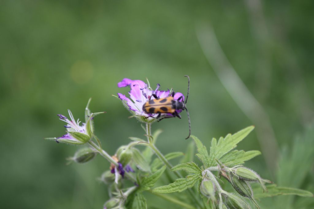 Cerambycidae: Rutpela maculata e Brachyta interrogationis