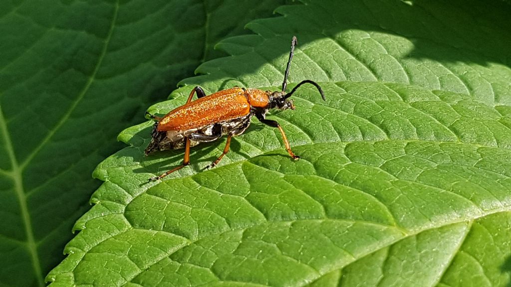 Cerambicidae: femmina di Stictoleptura rubra