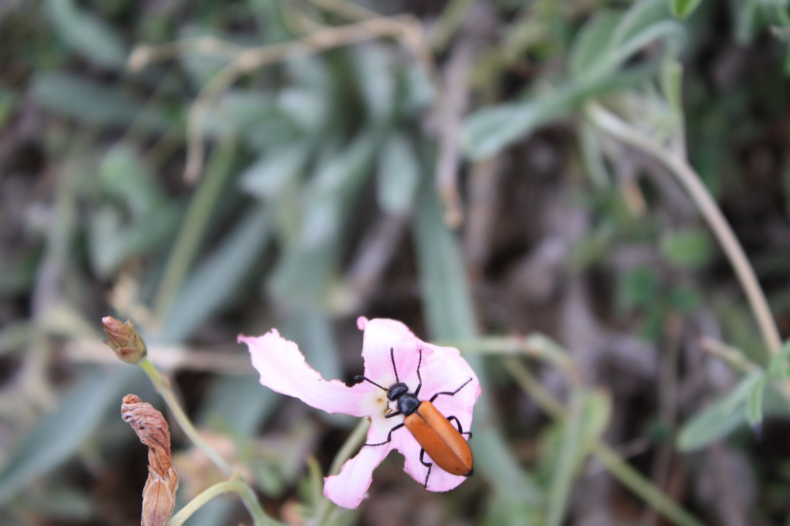 da identificare - Lydus trimaculatus italicus