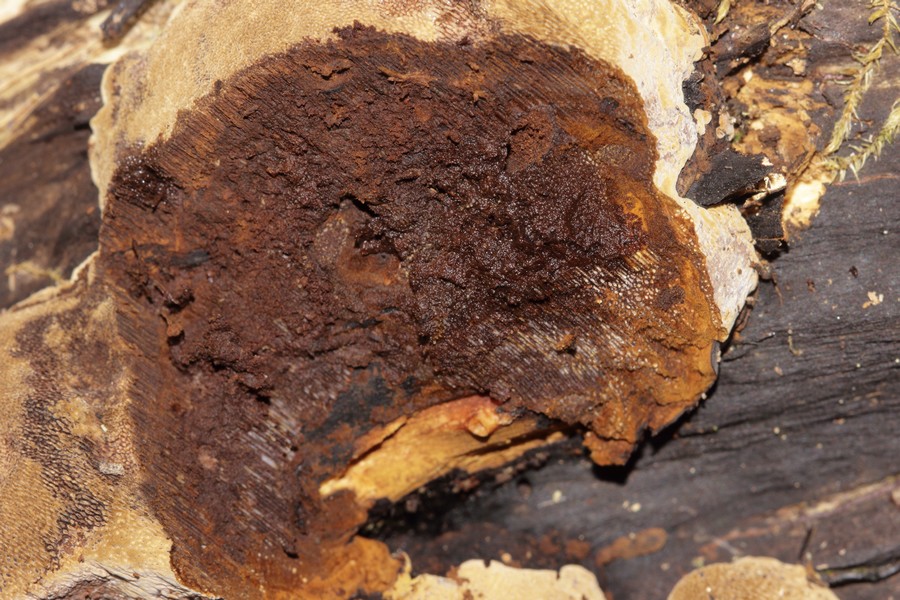 Phellinus sp.