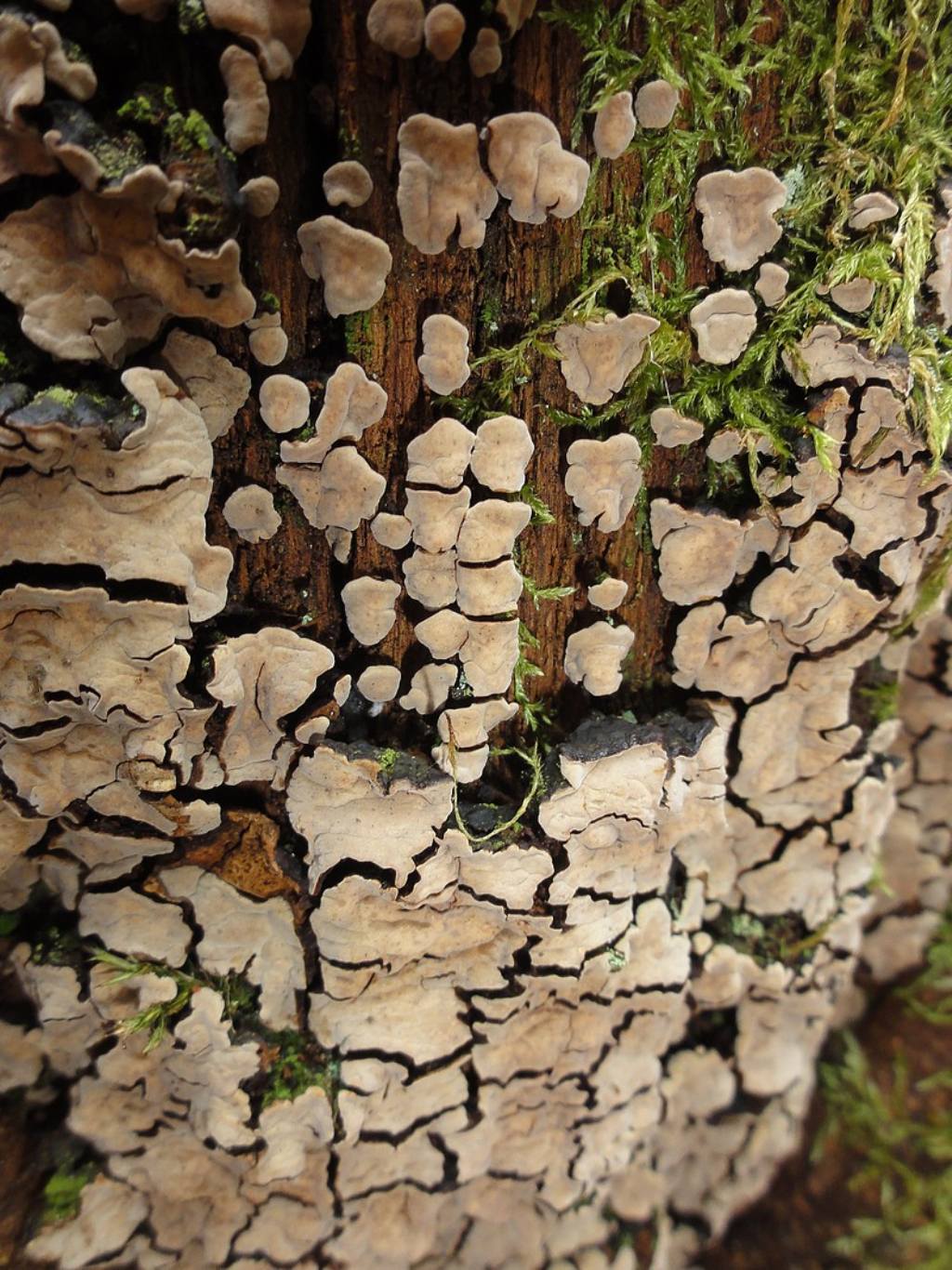 Petites plaques feutres (Xylobolus frustulatus)