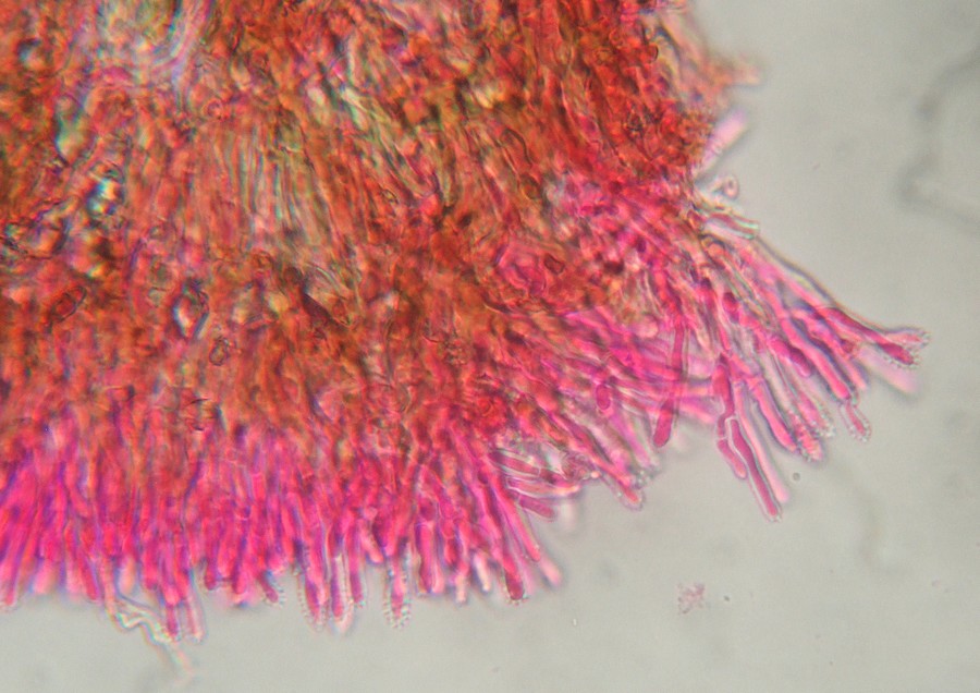 Petites plaques feutres (Xylobolus frustulatus)