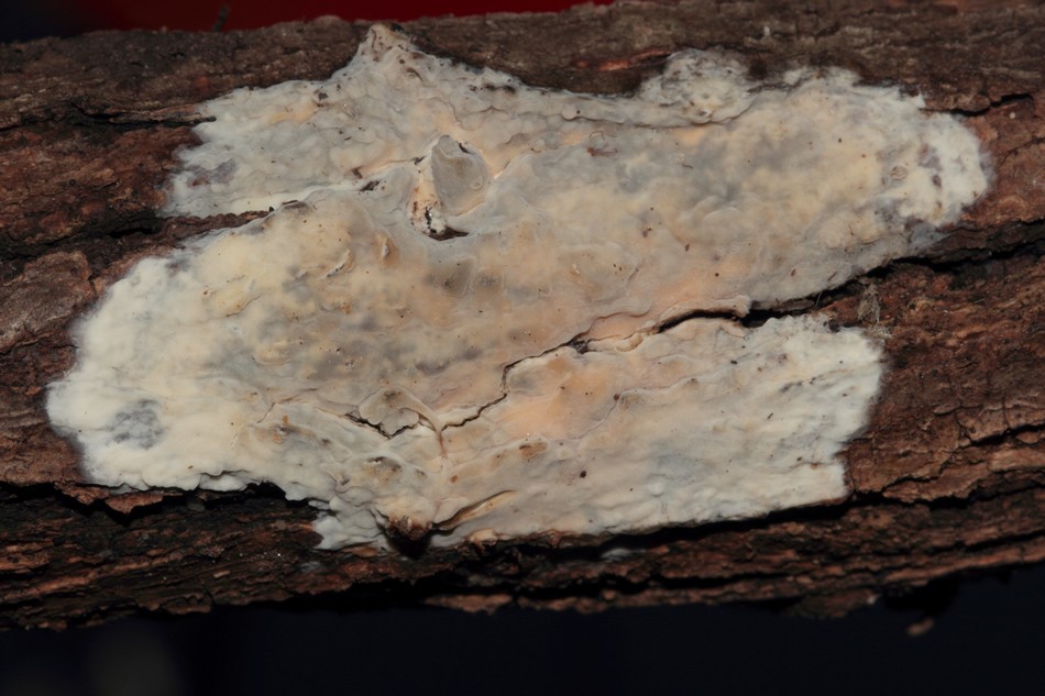 croûte céracée (Radulomyces confluens)