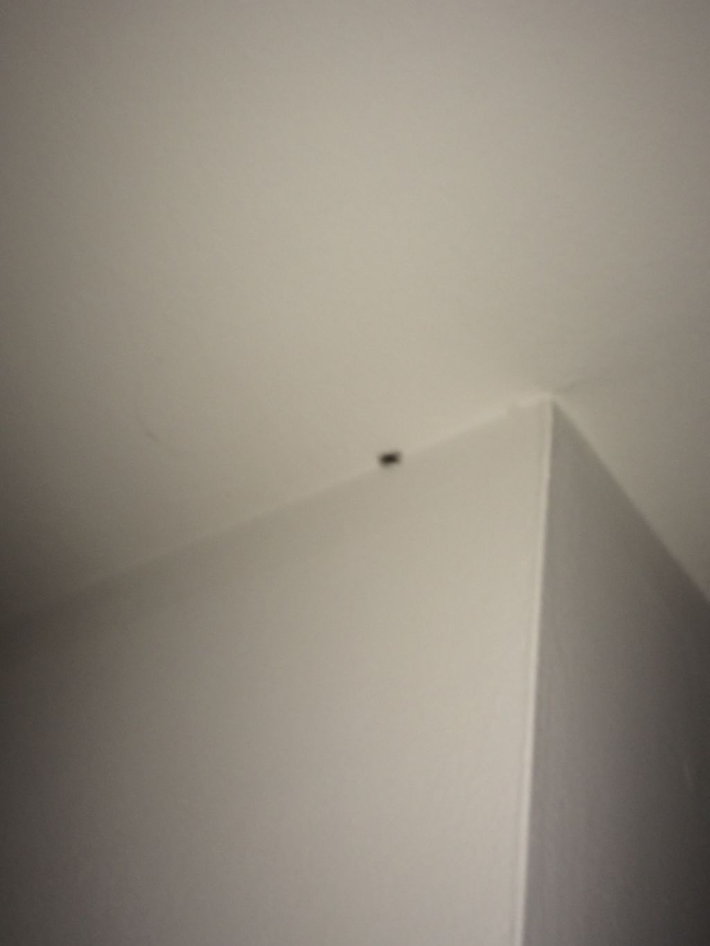Ragno nero trovato in casa