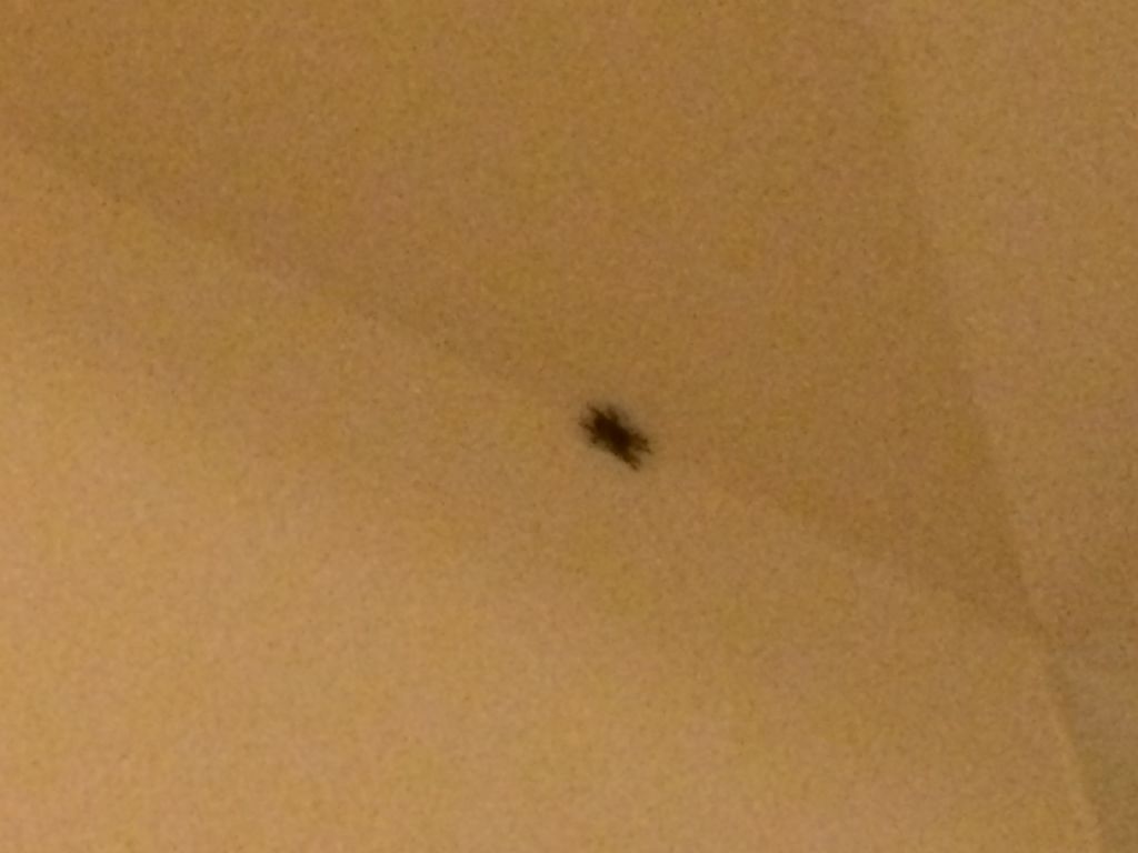 Ragno nero trovato in casa