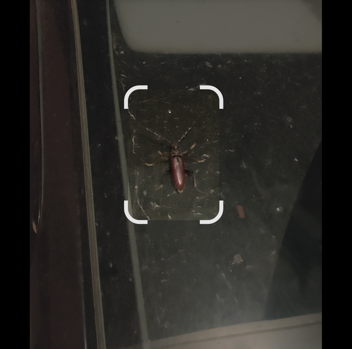 Cerambycidae: Cerambyx welensii