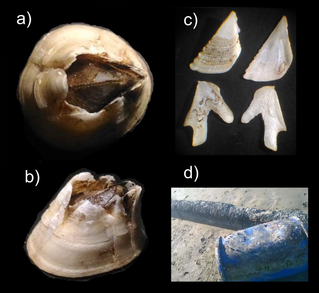 Balanus eburneus Gould, 1841