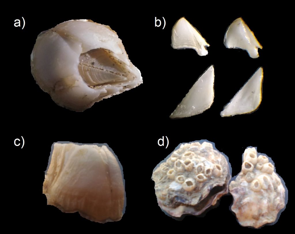 Amphibalanus improvisus (Darwin, 1854)