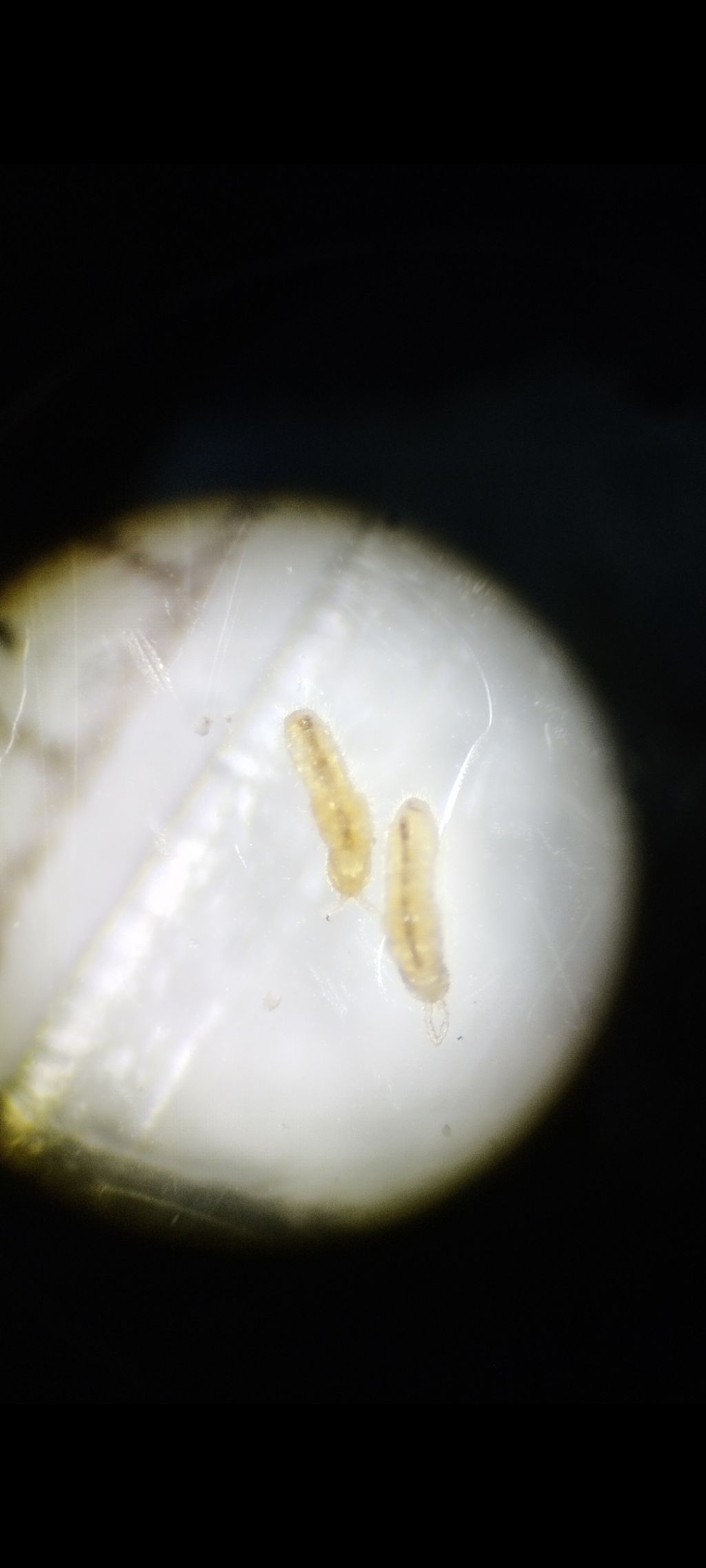 Aiuto id collembolo