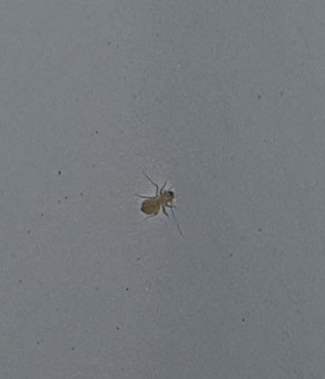 Aiuto non capisco cosa siano:   cfr.  Peripsocus sp. (Peripsocidae)
