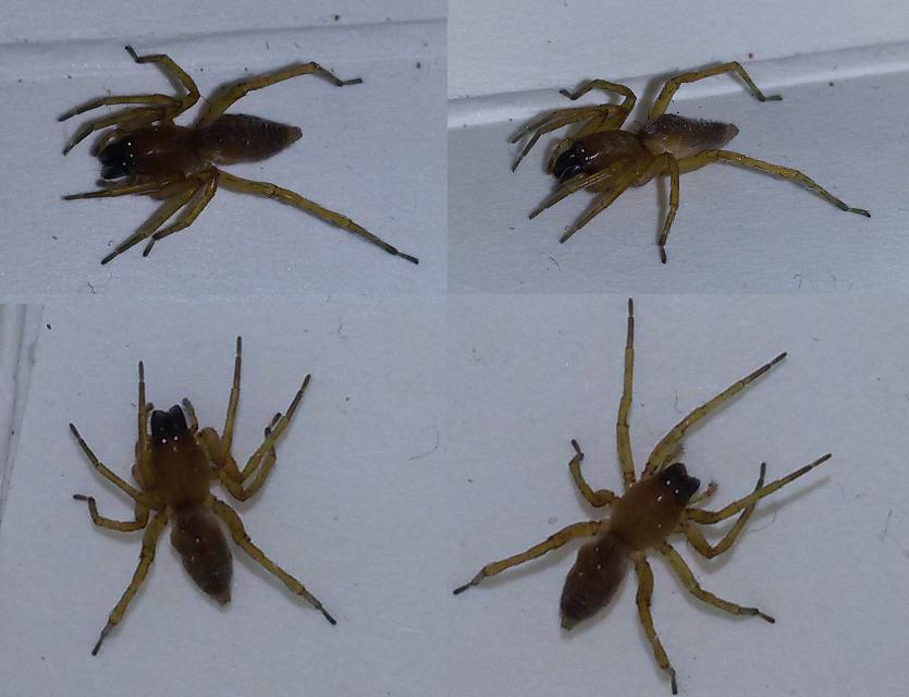 Clubionidae: Clubiona sp. - Frascati (RM)
