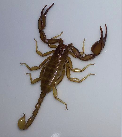 Euscorpius aquilejensis Roma