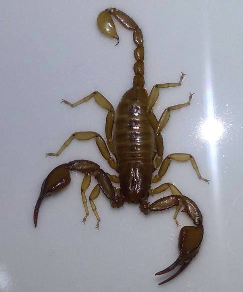 Euscorpius aquilejensis Roma