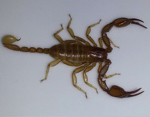 Euscorpius aquilejensis Roma