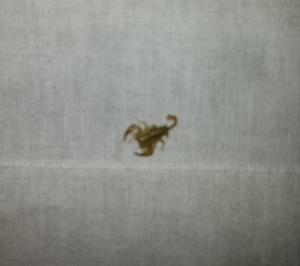 Euscorpius aquileiensis da Frascati (RM)