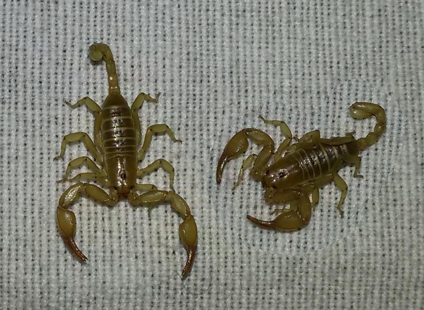 Euscorpius aquileiensis da Frascati (RM)