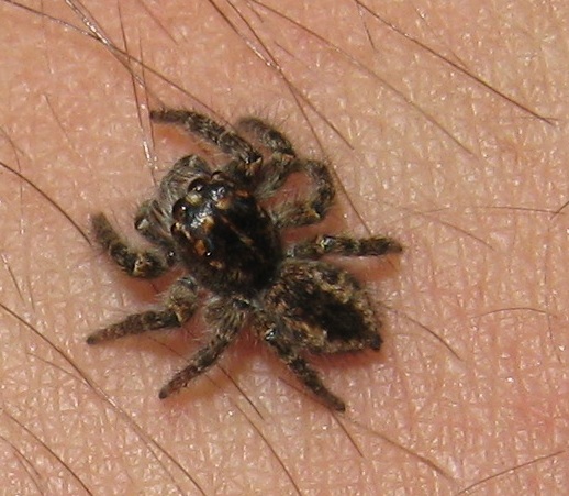 Philaeus chrysops -  Roma