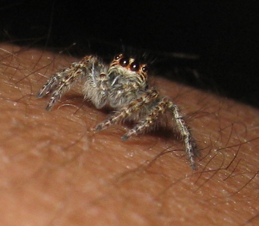 Philaeus chrysops -  Roma