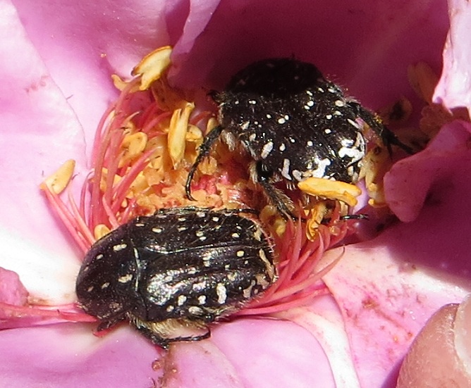 Coleotteri mangia rose..Roma
