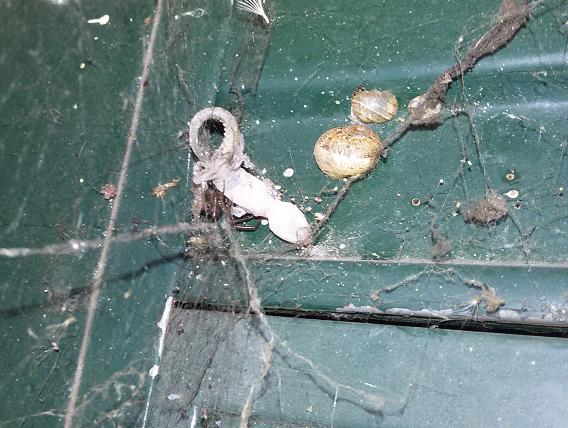 Theridiidae: Steatoda nobilis preda piccolo Geco, Olgiata (Rm)