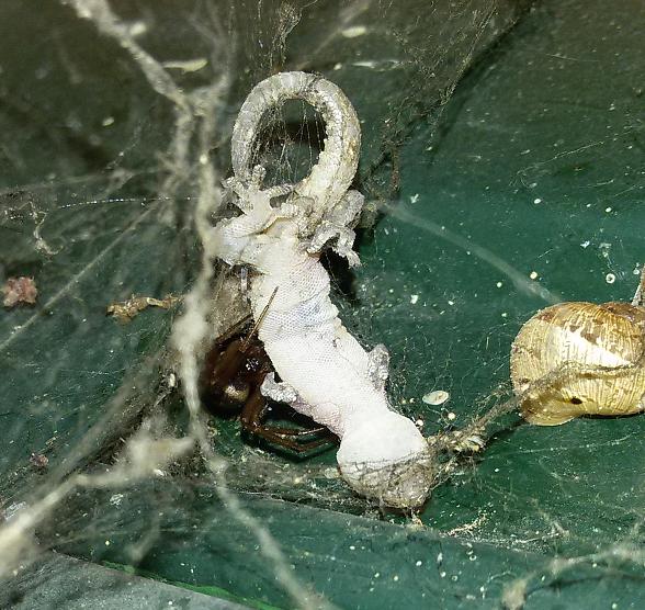 Theridiidae: Steatoda nobilis preda piccolo Geco, Olgiata (Rm)
