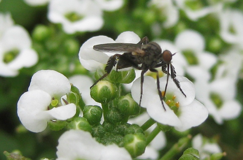 nero con becco.Empis , forse E. pennipes - Roma