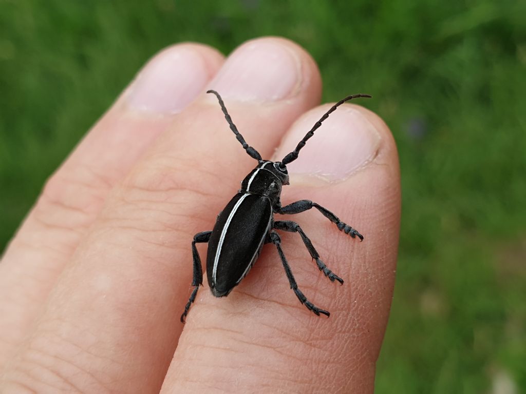 Cerambicydae: Dorcadion arenarium marsicanum, maschio