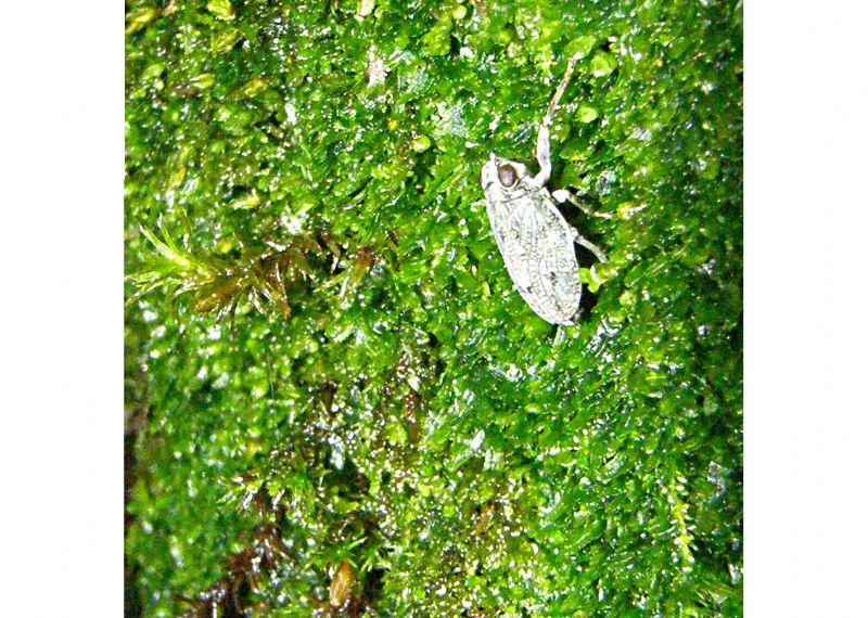 In faggeta. Issidae?