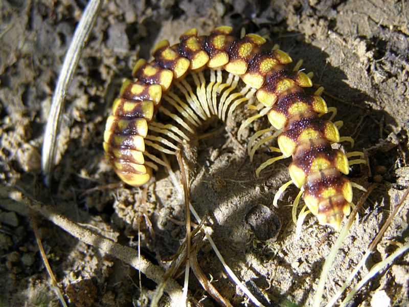 Polydesmidae? Cipriota