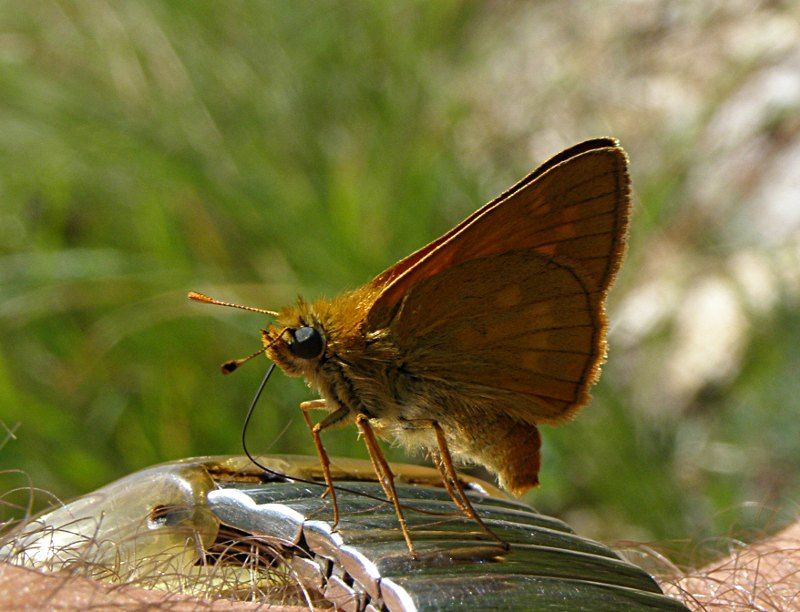 Ochlodes sylvanus - de gustibus