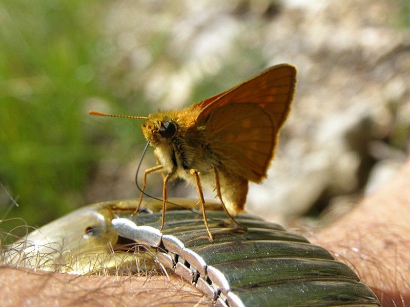 Ochlodes sylvanus - de gustibus