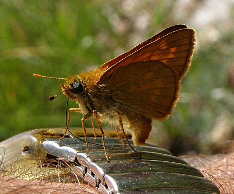 Ochlodes sylvanus - de gustibus