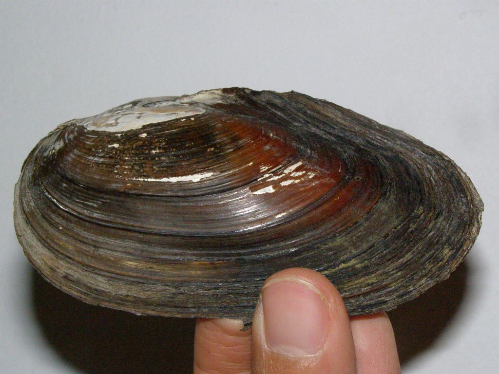 Bivalve da un lago trentino