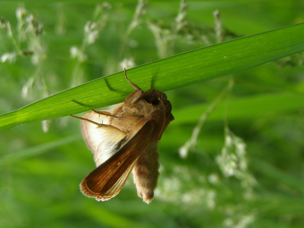 Eterocero da determinare - Mythimna (Hyphilare) albipuncta